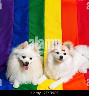 Two Cute White German Spitz Pomeranian With A Rainbow Flag Gay Stock Photo Alamy