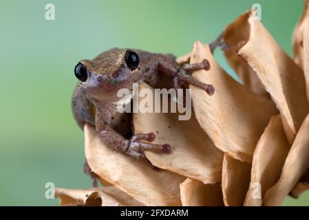 Dessert tree frog on dried leaf Stock Photo