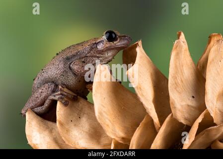 Dessert tree frog on dried leaf Stock Photo