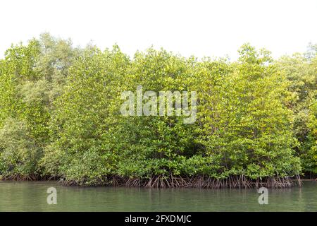 Rhizophora apiculata blume forest in mangrove area, special tree with prop or buttress root and also for aerating Stock Photo