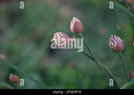 The bud of a chive plant opening against a blurry background in a shady garden. Stock Photo