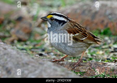 A side view of a White-throated Sparrow 'Zonotrichia albicollis', standing on a tree root in his wildlife habitat in rural Alberta Canada. Stock Photo