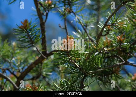 Young new cones of a pine (Pinus banksiana) on Jack Pine Trail in Ottawa, Ontario, Canada. Stock Photo