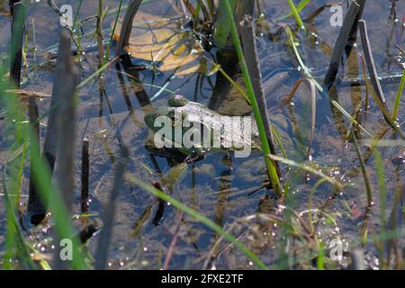Green Frog (Lithobates clamitans) sitting in the reeds at the edge of a pond by the Rideau River in Ottawa, Ontario, Canada. Stock Photo