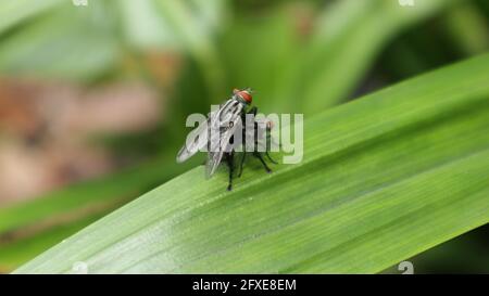 Close up of a two flesh flies mating on a green leaf Stock Photo