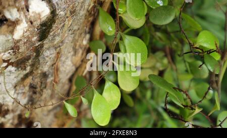 Close of several green ferns on a coconut tree trunk Stock Photo