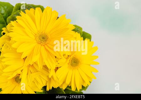 Yellow Gerbera daisy flowers, floral background with copy space Stock Photo