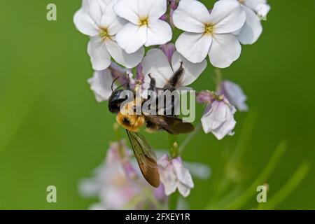 Close up of a Bumblebee on a Dame's Rocket Flower,  Hesperis matronalis Stock Photo