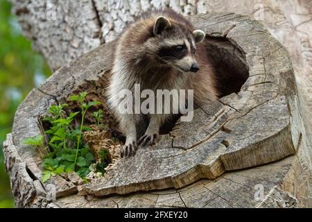 Raccoon emerging from its den in a tree cavity Stock Photo