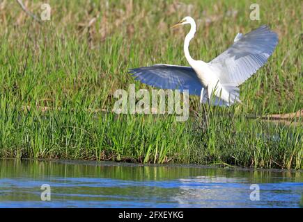 Great Egret flying over the swamp, Quebec, Canada Stock Photo