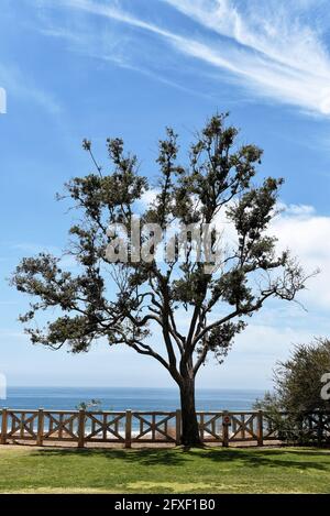 SANTA MONICA, CALIFORNIA - 25 MAY 2021: Tree in Palisades Park on Ocean Avenue, looking out towards the ocean. Stock Photo