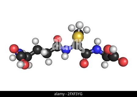 Reduced glutathione molecule hi-res stock photography and images - Alamy Reduced glutathione molecule hi-res stock photography and images - Alamy