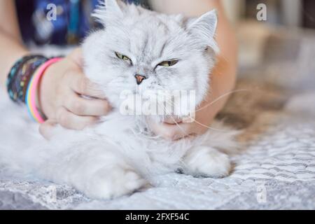 Girl scratches the neck of British long-haired white cat Stock Photo