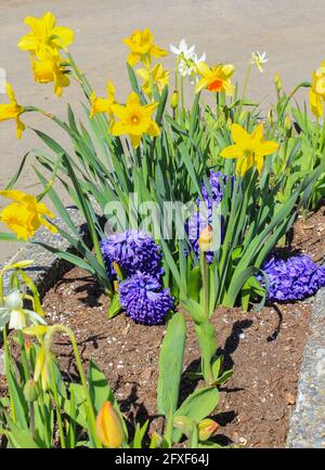 Beautiful yellow narcissus flowers and hyacinth blue flowers in the garden. Travel photo, street view, selective focus, concept photo flora. Stock Photo