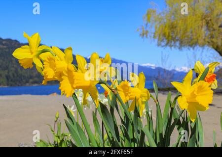 Yellow narcissus flowers on the beautiful background with mountains and lake. Travel photo, street view, selective focus, concept photo flora.