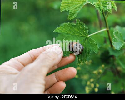 Snail with house on green leaf. Woman unfolded leaf and saw snail. Stock Photo