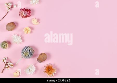 Various dried flowers and plant parts on pink background with blank copy space Stock Photo