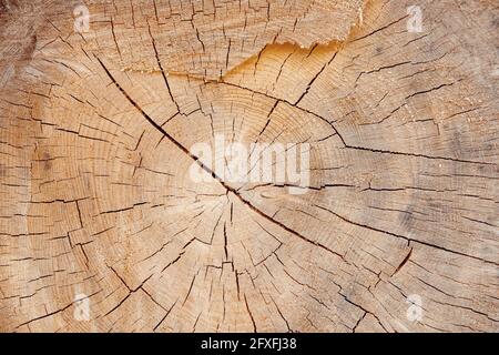 wood slice grungy background with space for text or image Stock Photo