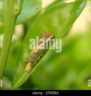 An Early 3rd Instar Lime Swallowtail Caterpillar Resting on a Lime Tree Leaf Stock Photo