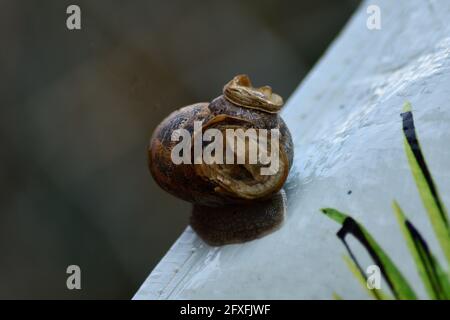 Common Land Snail Stock Photo