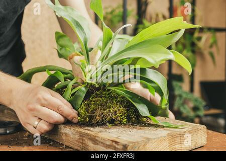 Staghorn Fern Mounting Board Wall Planter Hanging Planter Rustic Wood Wall Planter Indoor Hanging Planter Wood Wall Planter