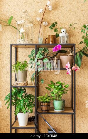 Stylish industrial open shelf cupboard filled with a lot of beautiful plants in different design pots over the brown wall. Concept of home gardening a Stock Photo