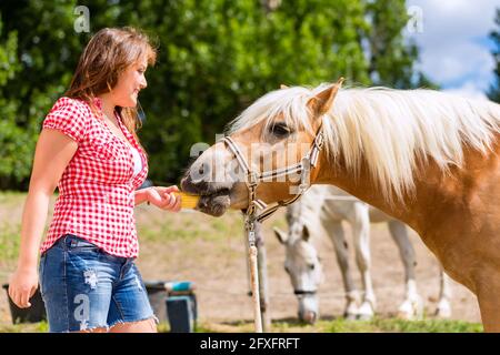 Woman feeding horse on pony farm Stock Photo