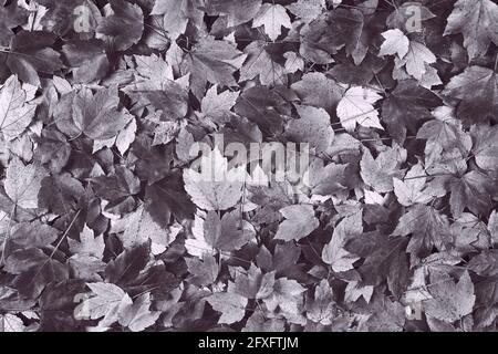 desaturated gray fall maple leaves background Stock Photo