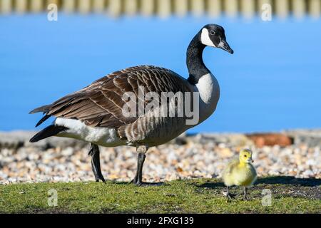 Poole, Dorset UK. 27th May 2020. UK weather: another hot sunny day at ...