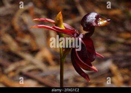 Remarkable orchid flower of Caleana major, the large flying duck orchid, resembling a duck in flight, in natural environment on Tasmania Stock Photo
