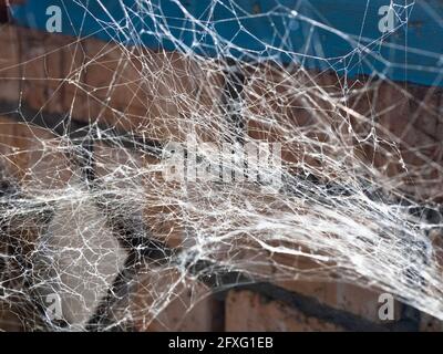 large cobweb web lit by sun closeup in brick rustic barn Stock Photo