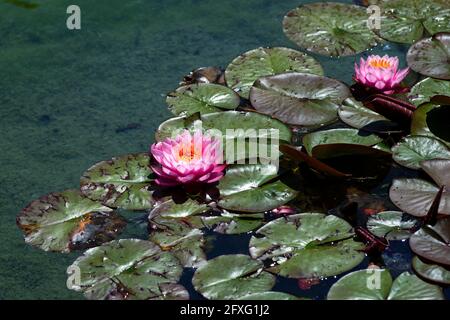 Colorful pink water lily flowers with their floating green pads or leaves in a pond in close up in a spring garden or park with copyspace Stock Photo
