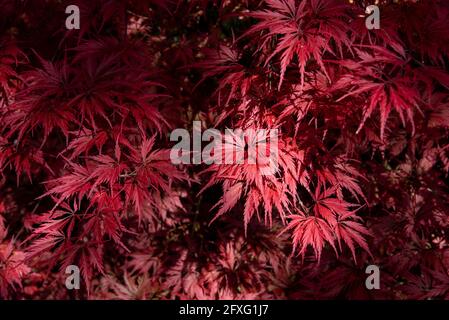 Feathery marginated leaves on a colorful red Japanese maple in a close up view in a horticulture or gardening concept Stock Photo