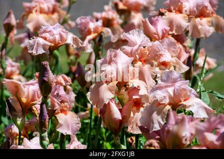 Close up on delicate pink Iris flowers in spring growing in a flowerbed outdoors in a garden in a seasonal concept Stock Photo