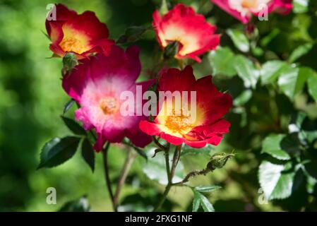Variegated red and yellow single rose on a bush in the garden surrounded by additional flowers in various stages of growth and a bud with aphid infest Stock Photo