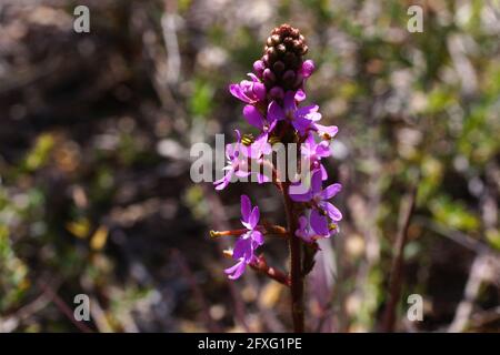 Pink flowers of the Australian wildflower Stylidium graminifolium, the grass triggerplant, in natural environment in Tasmania Stock Photo