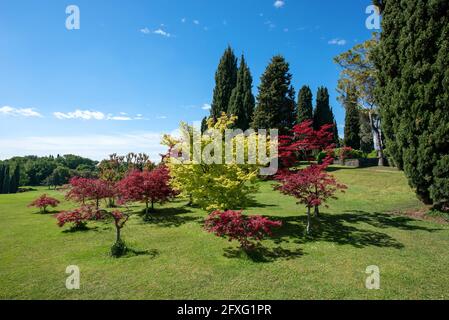 Ornamental trees and shrubs with colorful foliage in a park or botanical garden with expansive neat green lawns and cypress trees in the distance Stock Photo