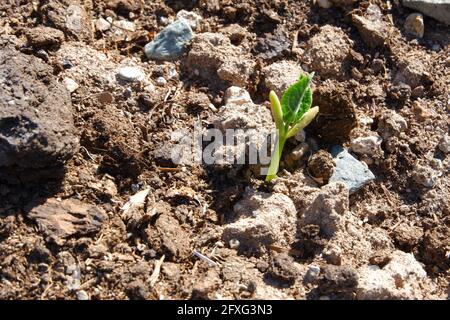 Bean Seeds Cracking the Land getting out of ground at a farm Stock Photo
