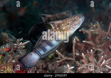 Pair of Banded Gobies, Amblygobius phalaena, Retak Larry dive site, Lembeh Straits, Sulawesi, Indonesia Stock Photo