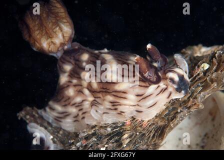 Red-lined Jorunna Nudibranch, Jorunna rubescens, TK1 dive site, Lembeh Straits, Sulawesi, Indonesia Stock Photo