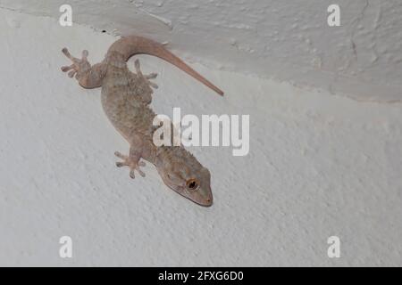 Salamander clinging to a white wall waiting to hunt some prey Stock Photo