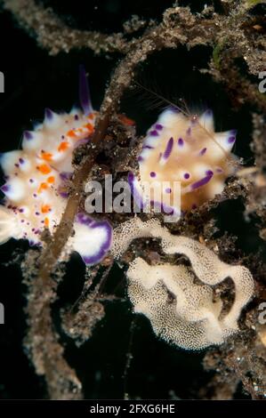 Bumpy Mexichromis Sea Slug, Mexichromis multituberculata, Chromodoridae ...