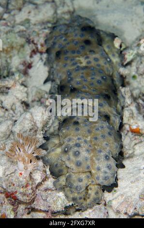 Dragonfish Sea Cucumber, Stichopus horrens, with extended papillae, Barracuda Rock dive site, Misool, Raja Ampat, West Papua, Indonesia Stock Photo