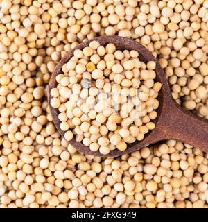 top view of wood spoon on pile of white mustard seeds closeup