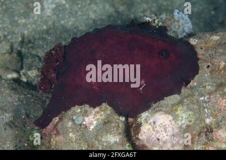 Dorid Nudibranch, Asteronotus hepaticus, night dive, Pyramids dive site, Amed, Karangasem, Bali, Indonesia, Indian Ocean Stock Photo