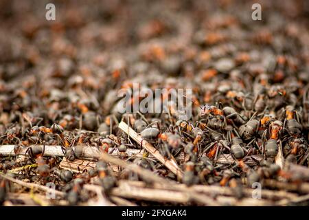 Big anthill and nest of formica rufa, also known as the red wood ant, southern wood ant, or horse ant, close up Stock Photo