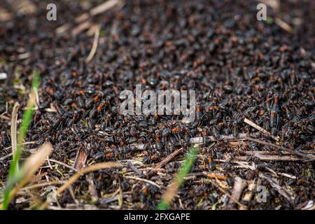 Big anthill and nest of formica rufa, also known as the red wood ant, southern wood ant, or horse ant, close up Stock Photo