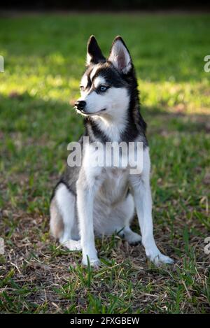 A photograph of a Klee Kai, also known as a miniature Huskey. Stock Photo