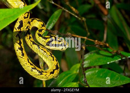 Sri Lankan Green Pit Viper, Trimeresurus trigonocephalus, Sinharaja National Park Rain Forest, Sinharaja Forest Reserve, World Heritage Site, UNESCO, Stock Photo