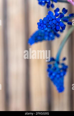 Small muscari flowers cluster on beige blurred background Stock Photo